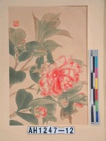 藏品(昭和11年『翠光花鳥版畫集』－大神樂椿)的圖片